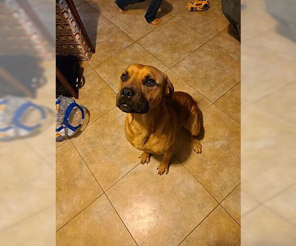 Medium Photo #3 Black Mouth Cur-Unknown Mix Puppy For Sale in Alvin, TX, USA