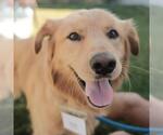 Small #6 Golden Retriever Mix