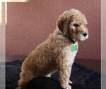 Small Photo #2 Goldendoodle Puppy For Sale in BRANDON, FL, USA