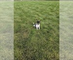 Small #3 Rat Terrier