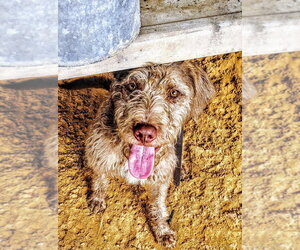 German Wirehaired Pointer-Unknown Mix Dogs for adoption in Boston, MA, USA