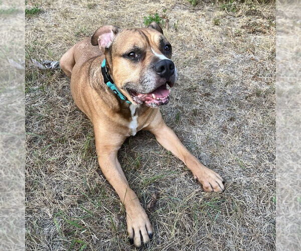 Medium Photo #4 Boxer-Unknown Mix Puppy For Sale in Boston, MA, USA