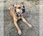 Small #3 Boxer Mix