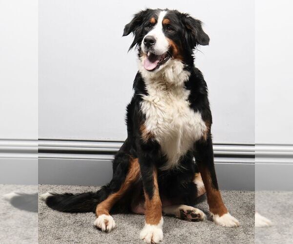 Medium Photo #1 Bernedoodle (Miniature) Puppy For Sale in LIVINGSTON, WI, USA