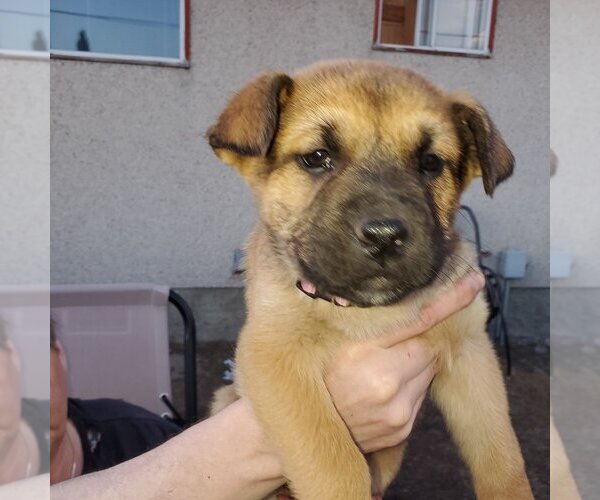 Medium Photo #2 Huskies -Unknown Mix Puppy For Sale in Calgary, Alberta, Canada