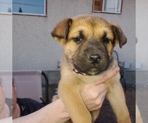 Pup 2 FUSHIA - Female Huskies -Unknown Mix Dog for Adoption - Photo #2