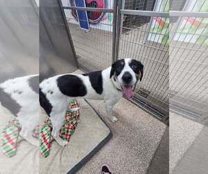 Greater Swiss Mountain Dog-Unknown Mix Dogs for adoption in Martinsburg, WV, USA