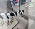Small Greater Swiss Mountain Dog Mix