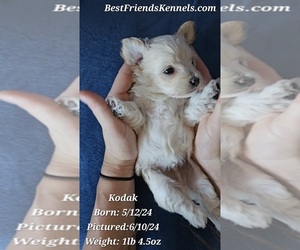 Maltipoo Puppy for Sale in TEMPE, Arizona USA