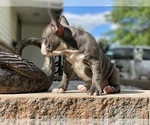 Small Photo #12 French Bulldog Puppy For Sale in WEST ORANGE, NJ, USA