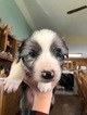 Small Photo #1 Australian Shepherd Puppy For Sale in GENOLA, MN, USA
