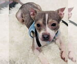 Small #4 Chihuahua Mix