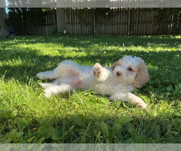 Medium Photo #20 Goldendoodle (Miniature) Puppy For Sale in KEWASKUM, WI, USA