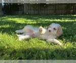 Small Photo #20 Goldendoodle (Miniature) Puppy For Sale in KEWASKUM, WI, USA