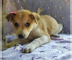Pomsky-Rat Terrier Mix Puppy for sale in GOSHEN, IN, USA