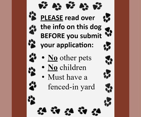 Medium Photo #14 Mutt Puppy For Sale in Fargo, ND, USA