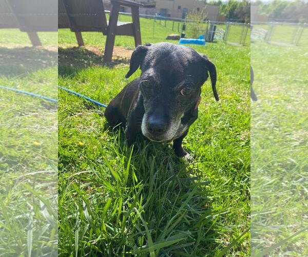 Medium Photo #3 Dachsador Puppy For Sale in Front Royal, VA, USA