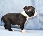 Small Photo #3 Boston Terrier Puppy For Sale in HOMINY, OK, USA