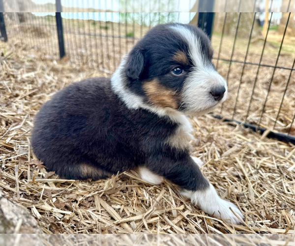 Medium Photo #6 Australian Shepherd Puppy For Sale in SMITHS GROVE, KY, USA