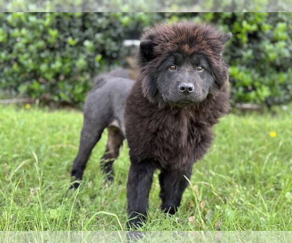 Medium Photo #4 Chow Chow Puppy For Sale in PIPE CREEK, TX, USA