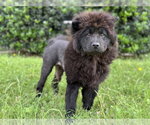 Small #3 Chow Chow