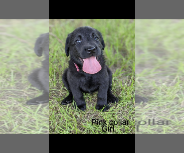 Medium Photo #13 Labrador Retriever Puppy For Sale in BETHCAR, SC, USA