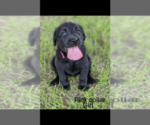 Small Photo #13 Labrador Retriever Puppy For Sale in BETHCAR, SC, USA