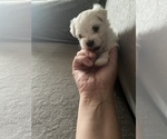 Small Photo #4 Maltese Puppy For Sale in CHAMBERSBURG, PA, USA