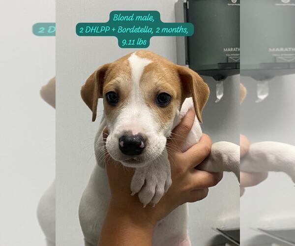 Medium Photo #1 Labrador Retriever-Unknown Mix Puppy For Sale in Jefferson, NJ, USA