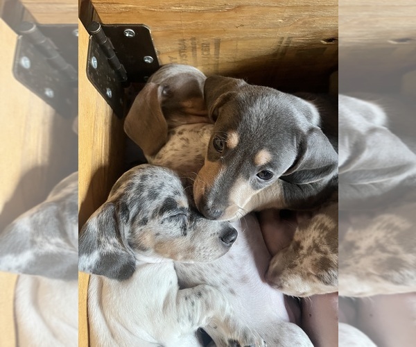 Medium Photo #133 Dachshund Puppy For Sale in LAKEBAY, WA, USA