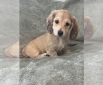 Small #15 Dachshund