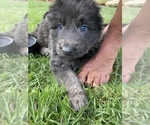 Small Photo #19 German Shepherd Dog Puppy For Sale in BOERNE, TX, USA
