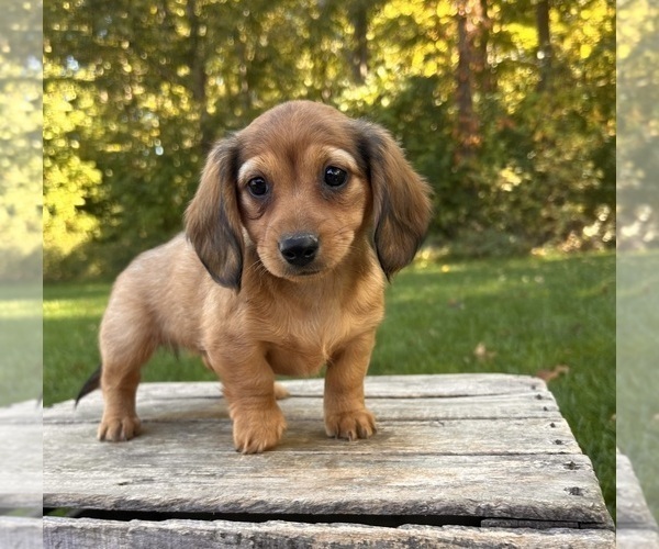 Medium Photo #2 Dachshund Puppy For Sale in MIDDLEBURY, IN, USA
