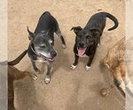 Small #5 American Pit Bull Terrier Mix