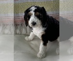 Small Photo #5 Bernedoodle Puppy For Sale in POINTBLANK, TX, USA