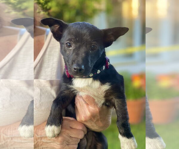 Medium Photo #10 Chihuahua-Unknown Mix Puppy For Sale in Mount Laurel, NJ, USA