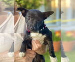Small #9 Chihuahua Mix