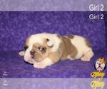 Small Photo #9 Neapolitan Mastiff Puppy For Sale in WASHBURN, MO, USA