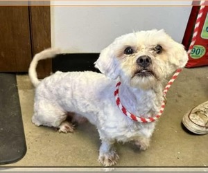 Shih-Poo Dogs for adoption in Princeton, MN, USA
