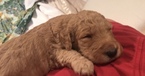 Small Photo #5 Goldendoodle Puppy For Sale in CONYERS, GA, USA