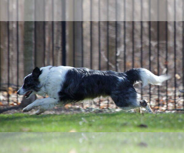 Medium Photo #11 Border Collie Puppy For Sale in Highland, IL, USA