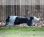Small #10 Border Collie