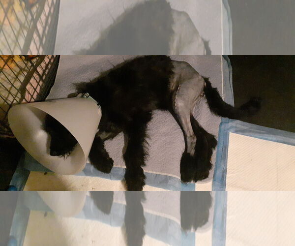 Medium Photo #10 Mutt Puppy For Sale in Hinton, WV, USA