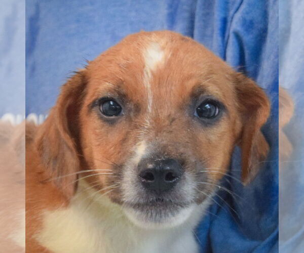Medium Photo #6 Australian Shepherd-Unknown Mix Puppy For Sale in Huntley, IL, USA