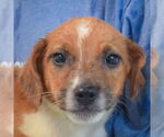 Small #5 Australian Shepherd Mix