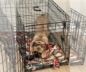 Mother of the French Bulldog puppies born on 06/27/2025