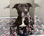 Small #2 Labrador Retriever Mix