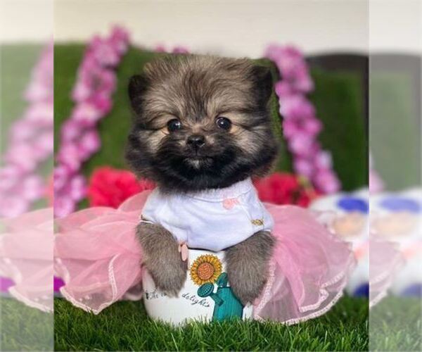 Medium Photo #8 Pomeranian Puppy For Sale in TAMPA, FL, USA