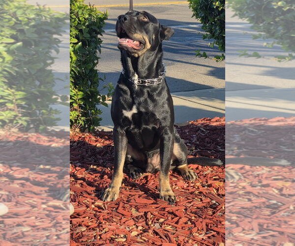 Medium Photo #10 Doberman Pinscher-Staffordshire Bull Terrier Mix Puppy For Sale in Woodland Hills, CA, USA