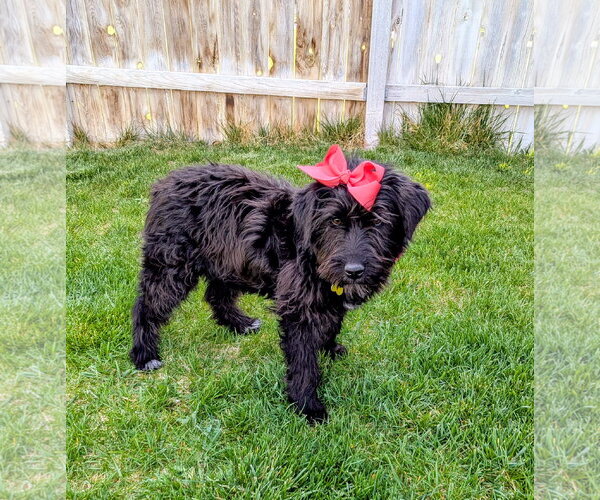 Medium Photo #9 Poodle (Standard)-Unknown Mix Puppy For Sale in Sandy, UT, USA